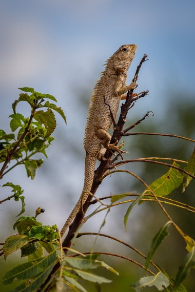 052 Udawalawe NP, bloedzuigerhagedis.jpg